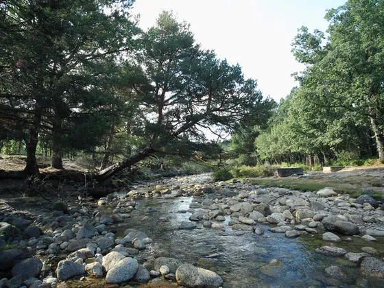 Un tramo del río Lozoya entre cantos rodados, con pinos inclinados sobre el agua en la orilla izquierda y el bosque al fondo.
